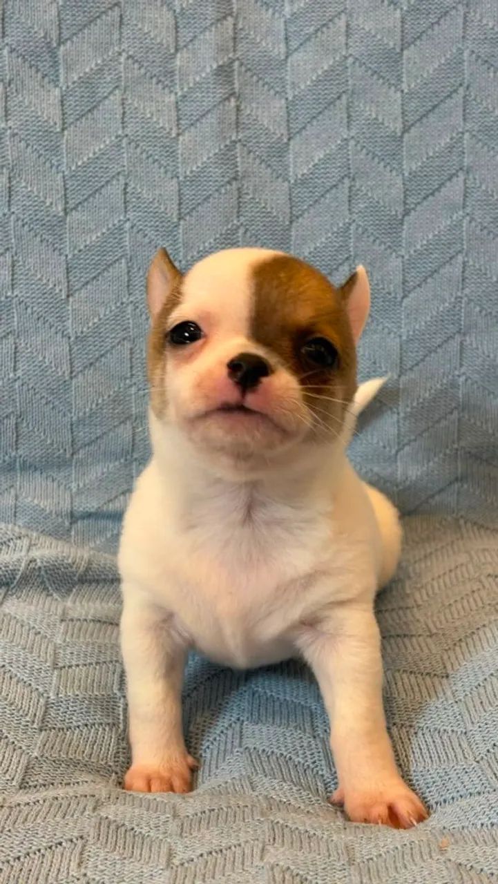 Chihuahua macho Pêlo curto. Um garoto super esperto! - Foto 3
