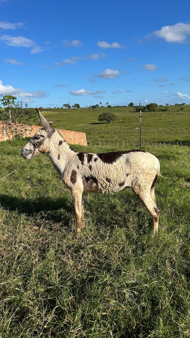 Jumento pampo - Foto 2