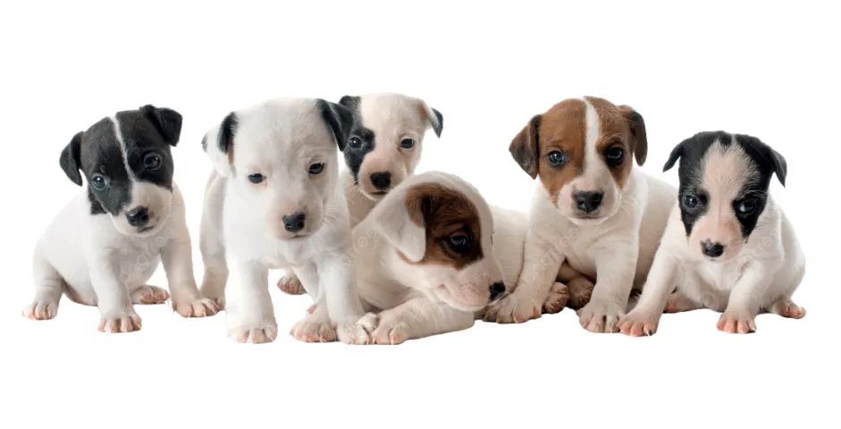 jack russel x fox o cachorro do mascara 