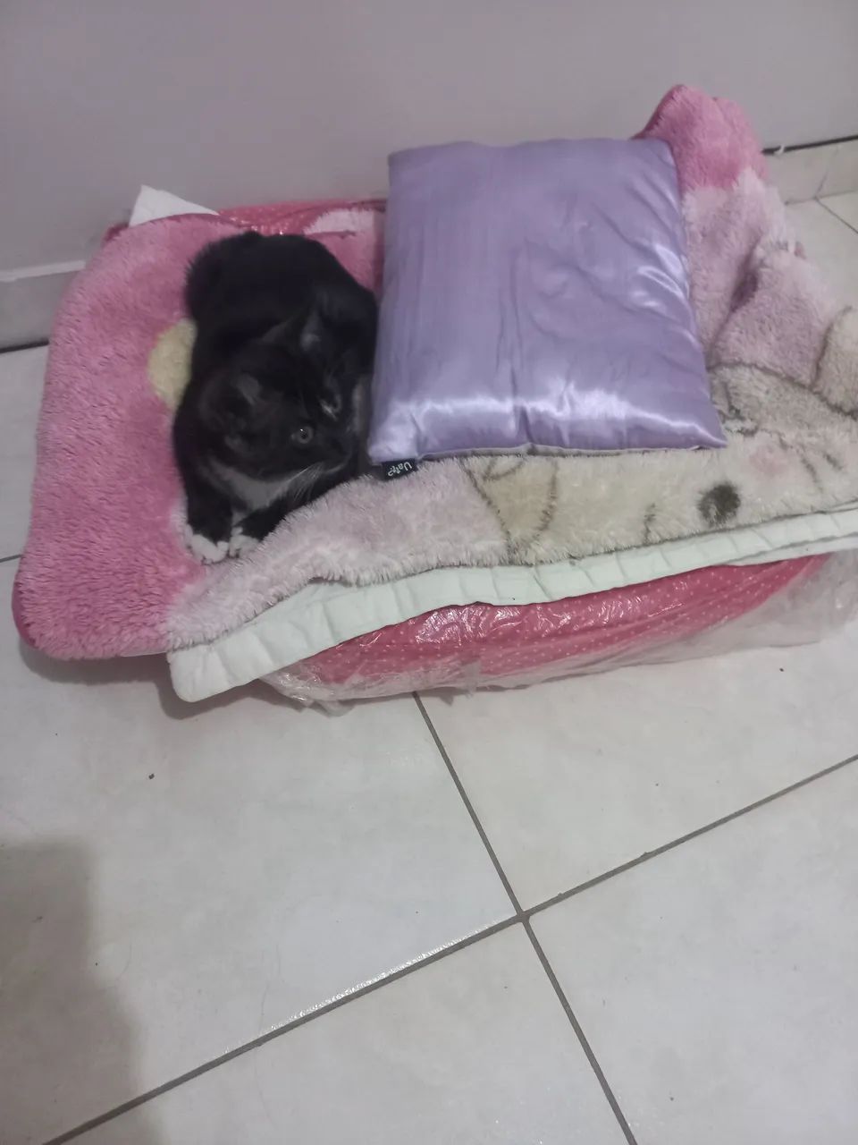 Adoção  - Foto 4