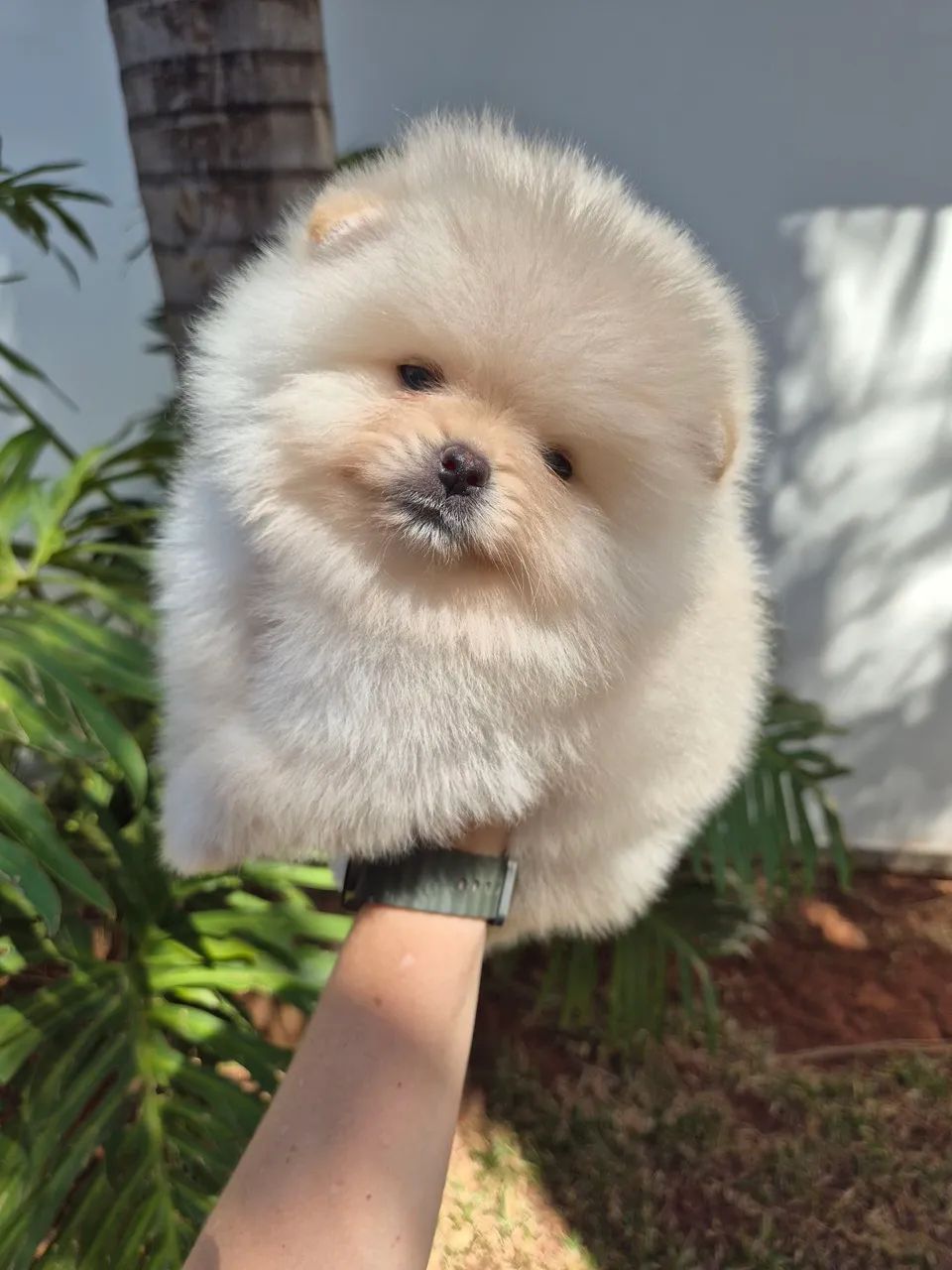 Macho spitz alemão  - Foto 5