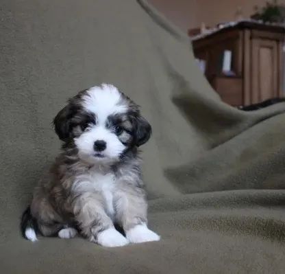 Maltês com poodle