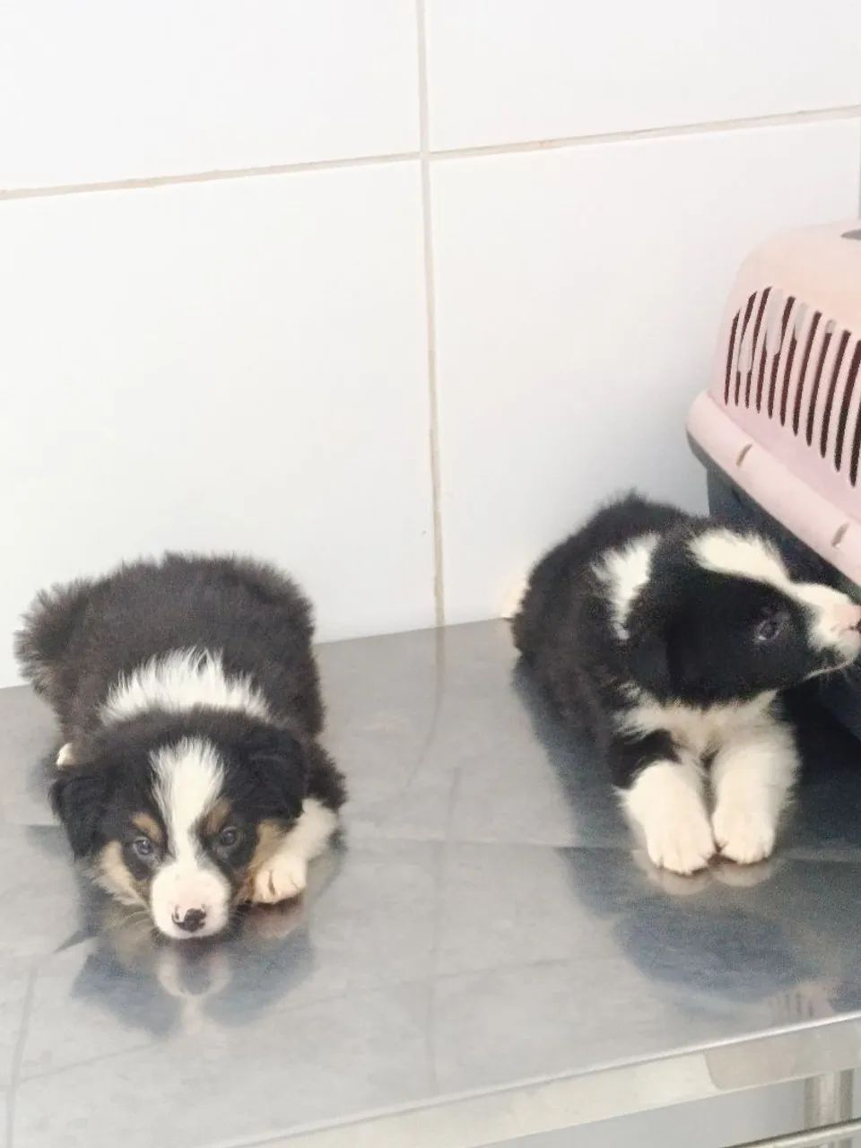 Border collie  - Foto 3