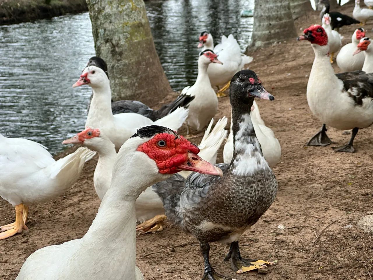 Patos várias cores chocando.