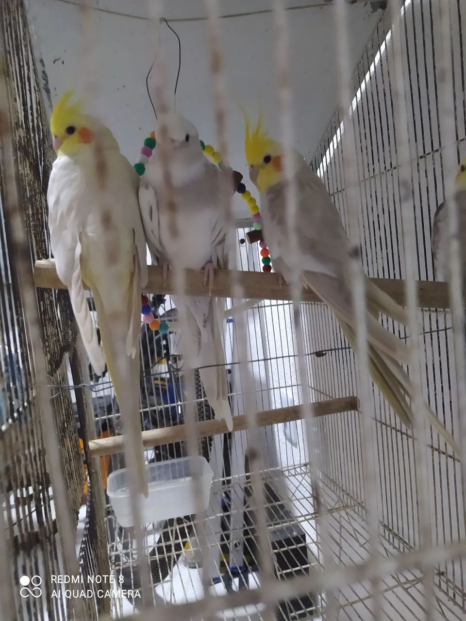 Gaiolas 