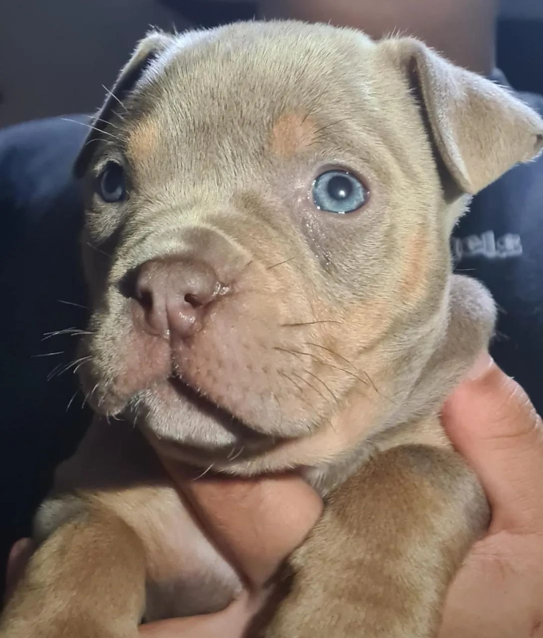 AMERICAN BULLY POCKET E MICRO  - Foto 2