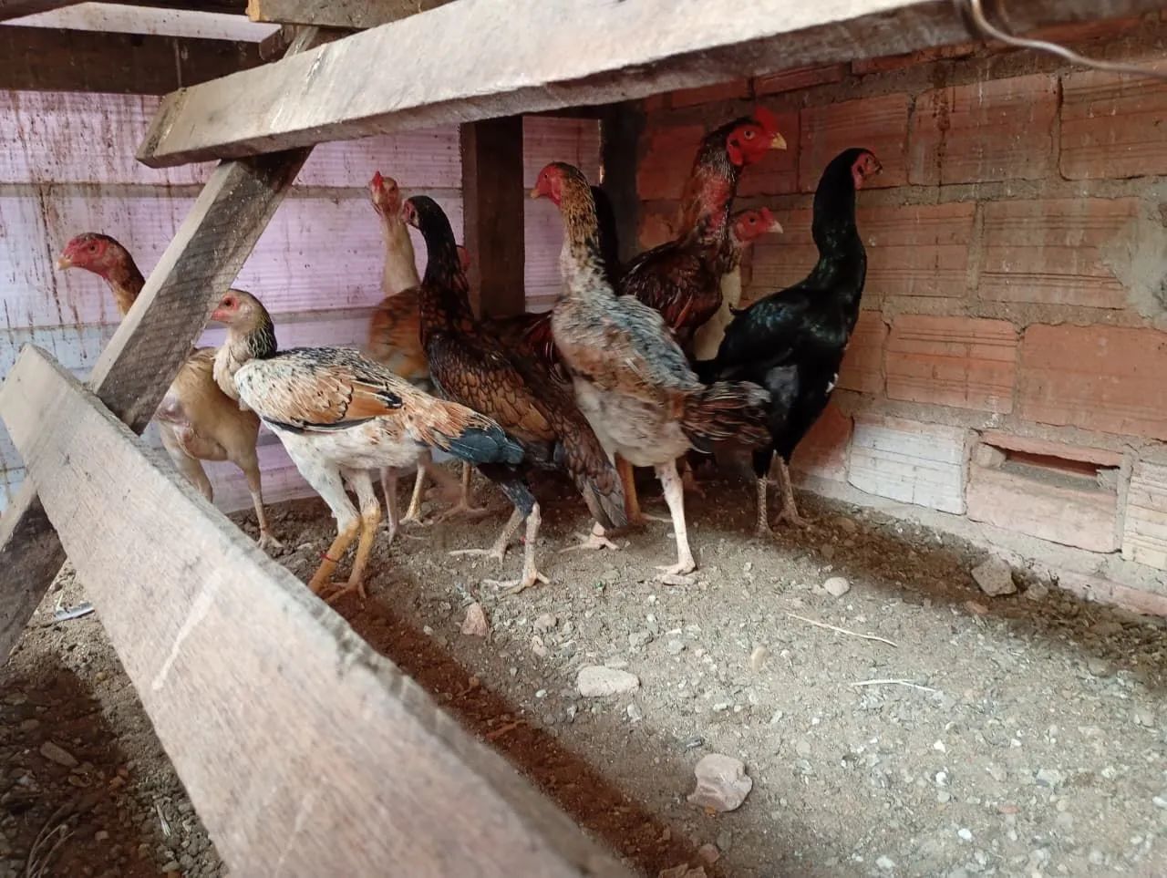 Vende se galinhas e galo, carioca e comum  - Foto 4