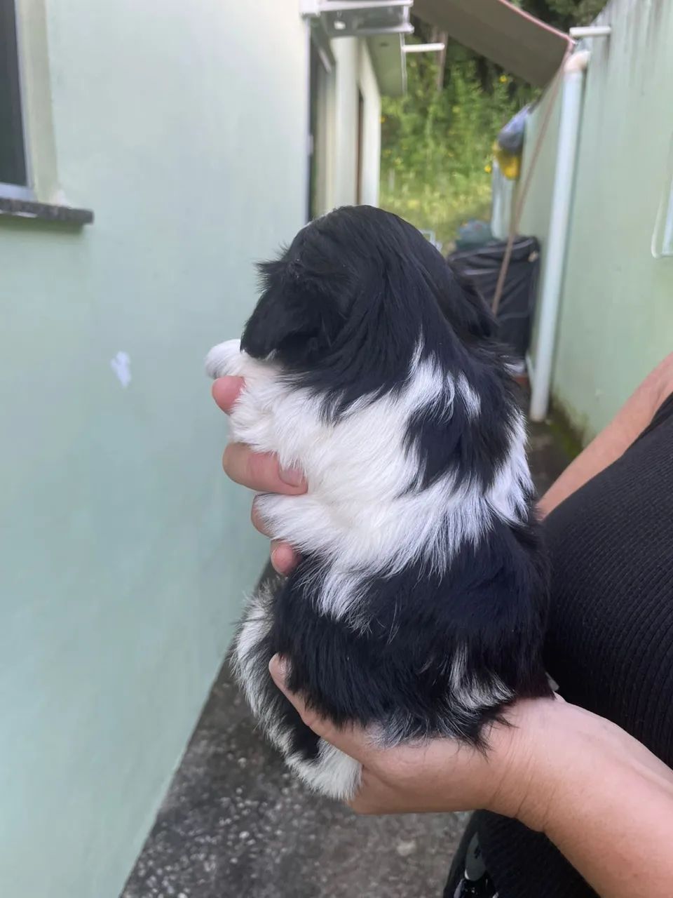 Shih Tzu