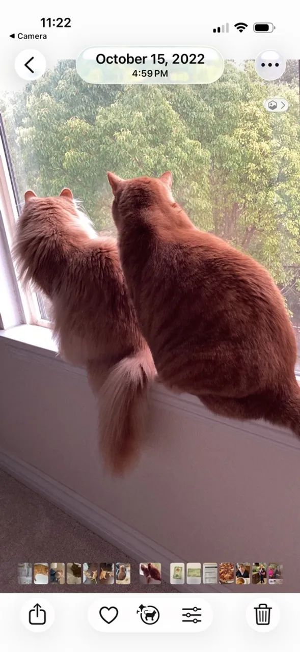 Gatos de estimacao - Foto 3