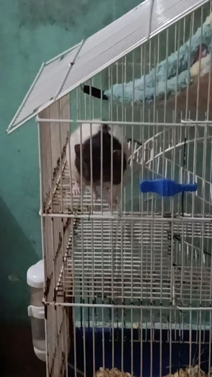 Rato Twister 