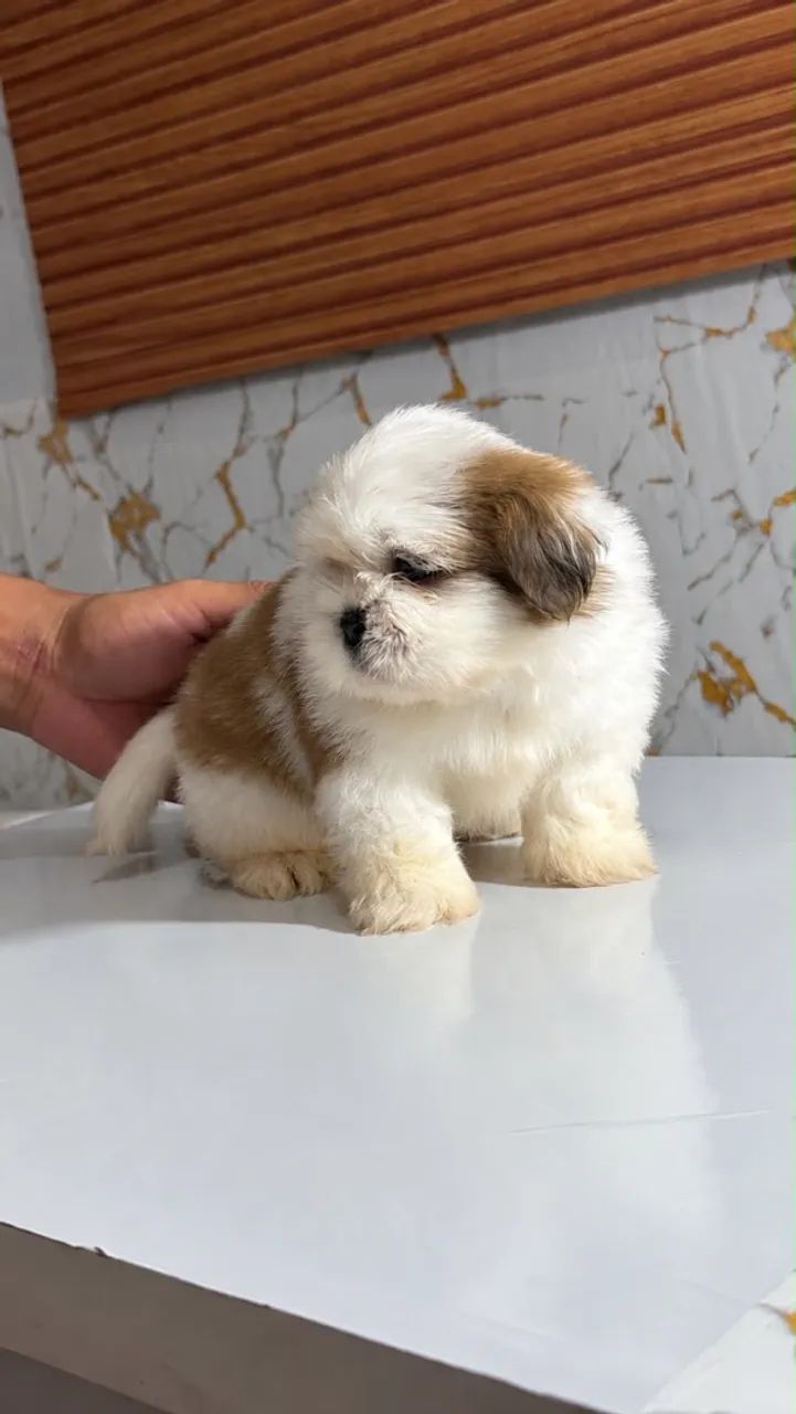 Cachorro shitszu  - Foto 4