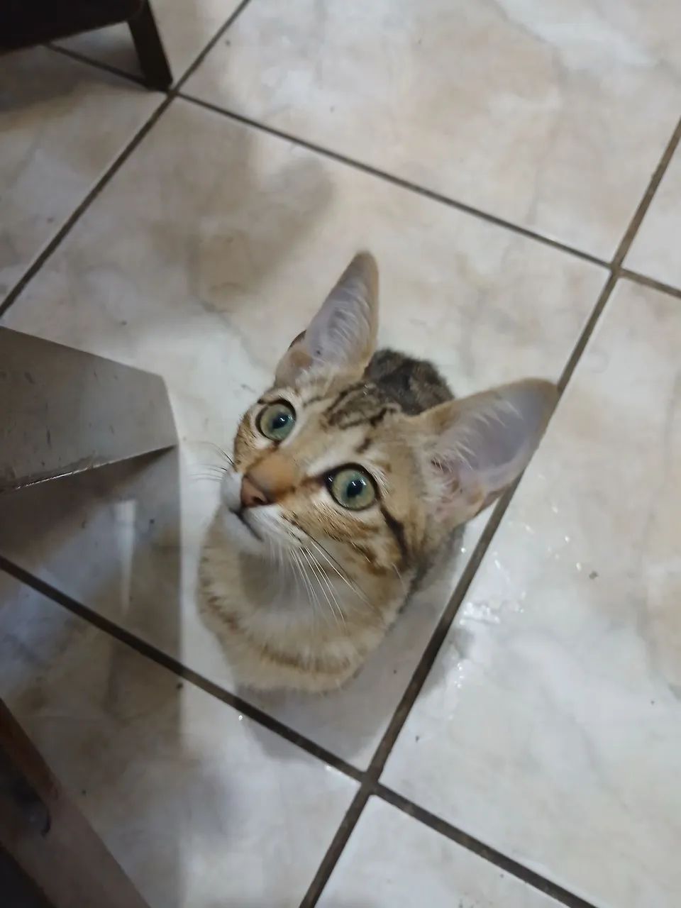 Doação Responsável - Foto 3