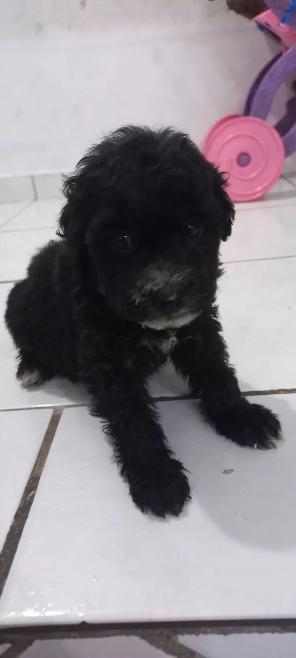 Vende se um poodle
