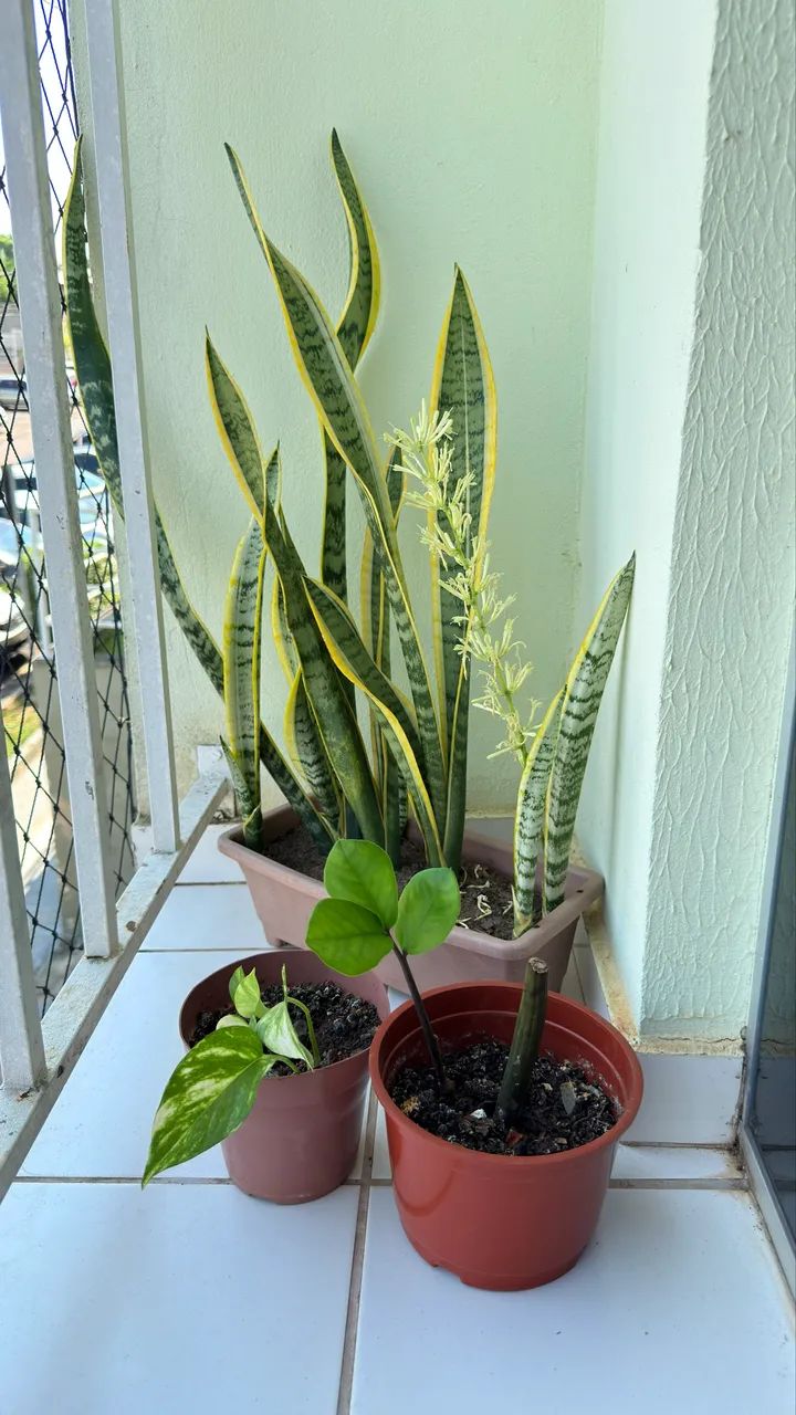 3 mudas 