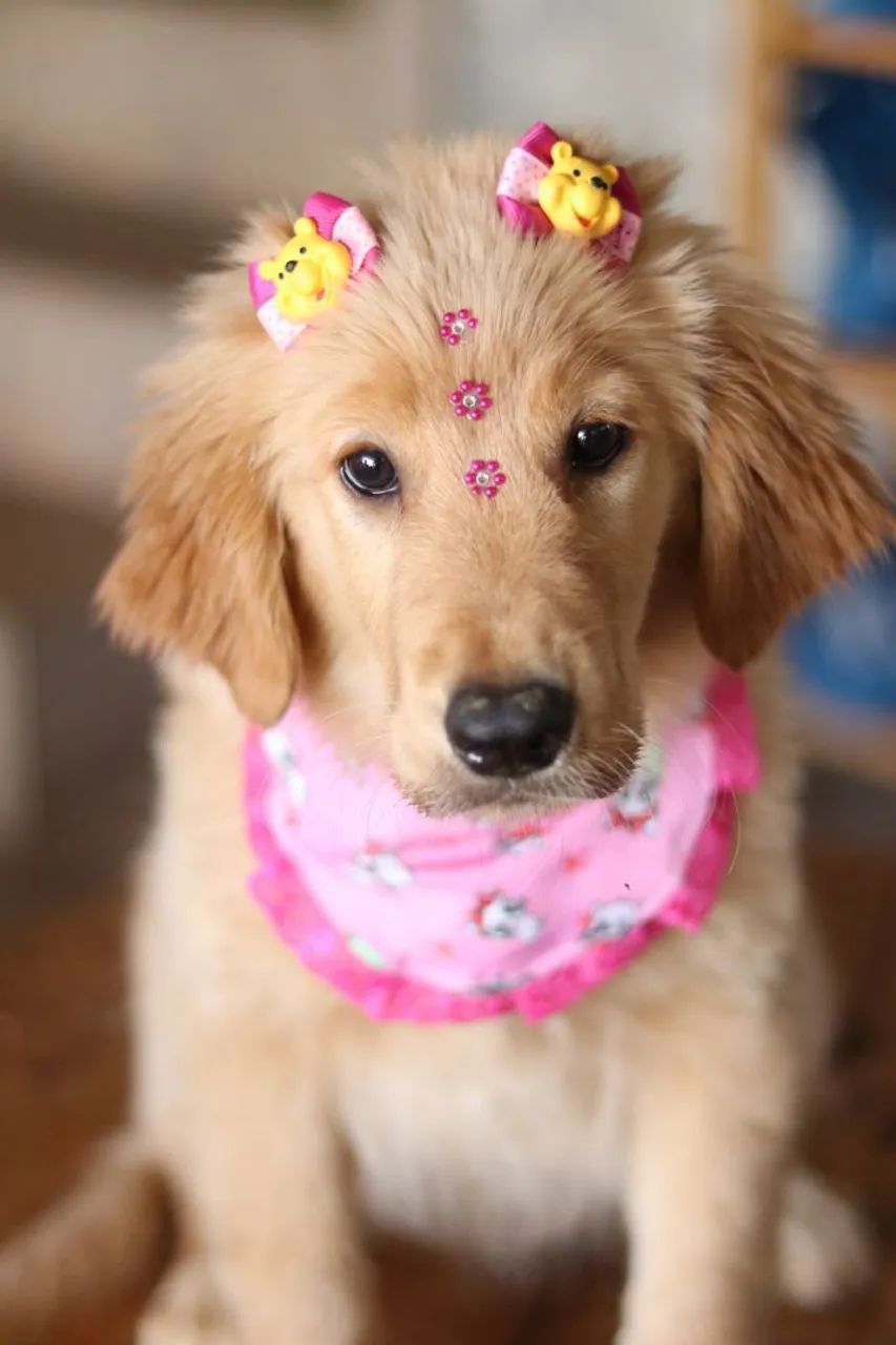 GOLDEN RETRIEVER PARCELAMOS  - Foto 3