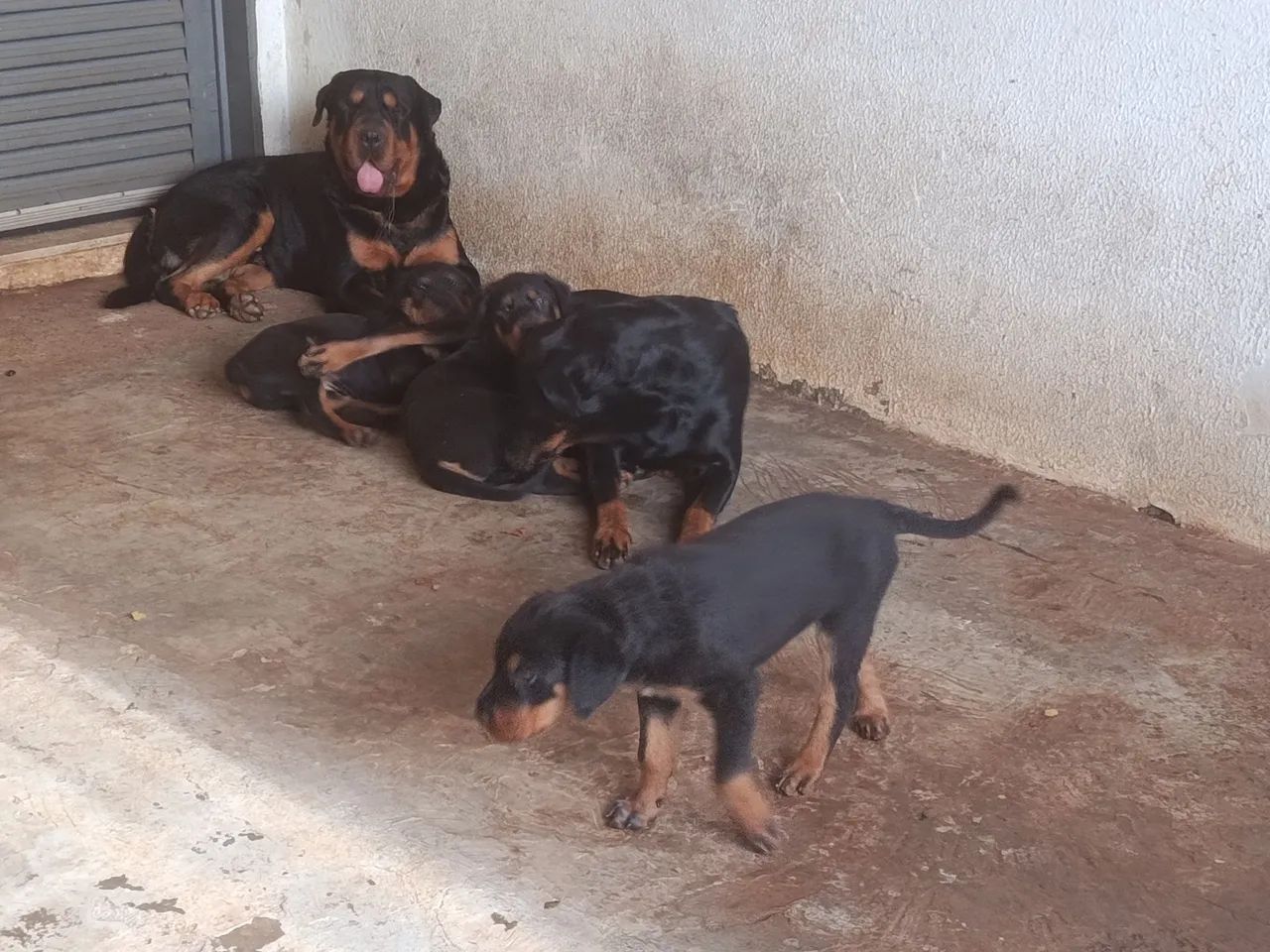 Cachorro rottweiler  - Foto 5