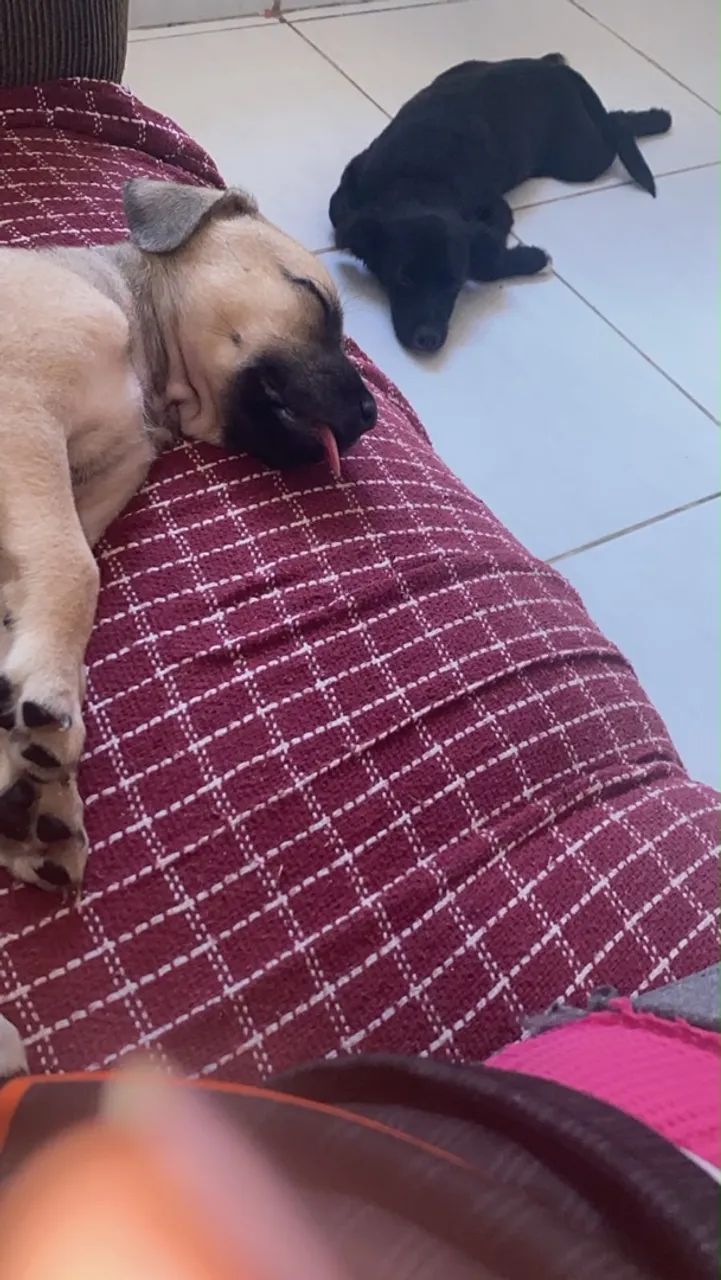 Doa-se cachorra de 2 meses. - Foto 3