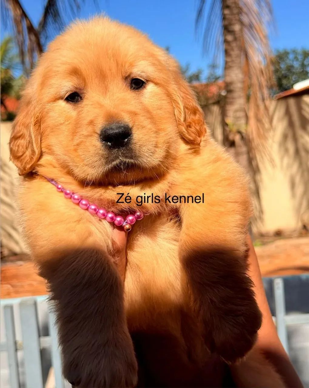 Golden retriever - Foto 3