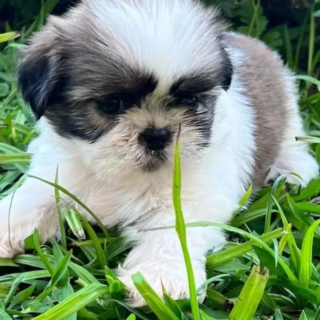 shih tzu mini com procedencia  - Foto 2