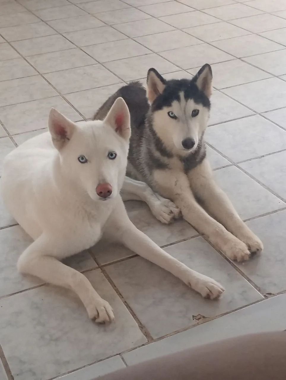 Husky siberiano macho  - Foto 5