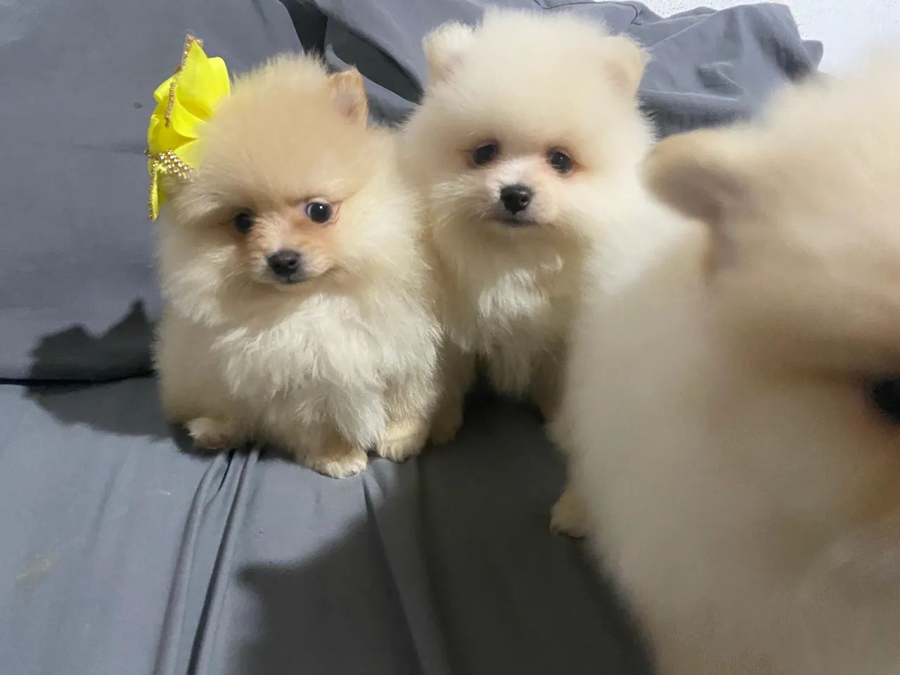 Spitz alemão  - Foto 2
