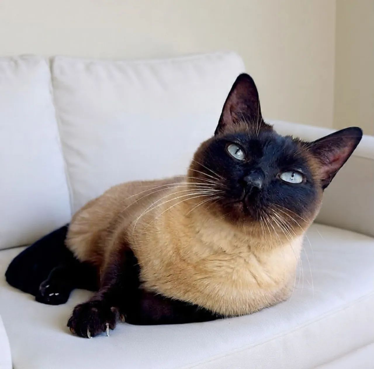 Merlin  - Foto 2