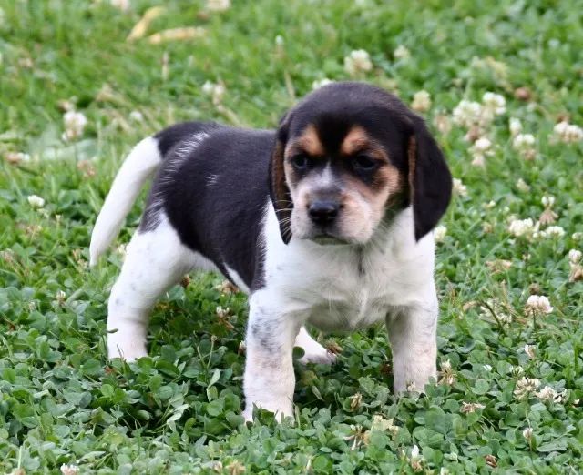 Beagle: não perca a chance de ter esse companheiro incrível - Foto 2