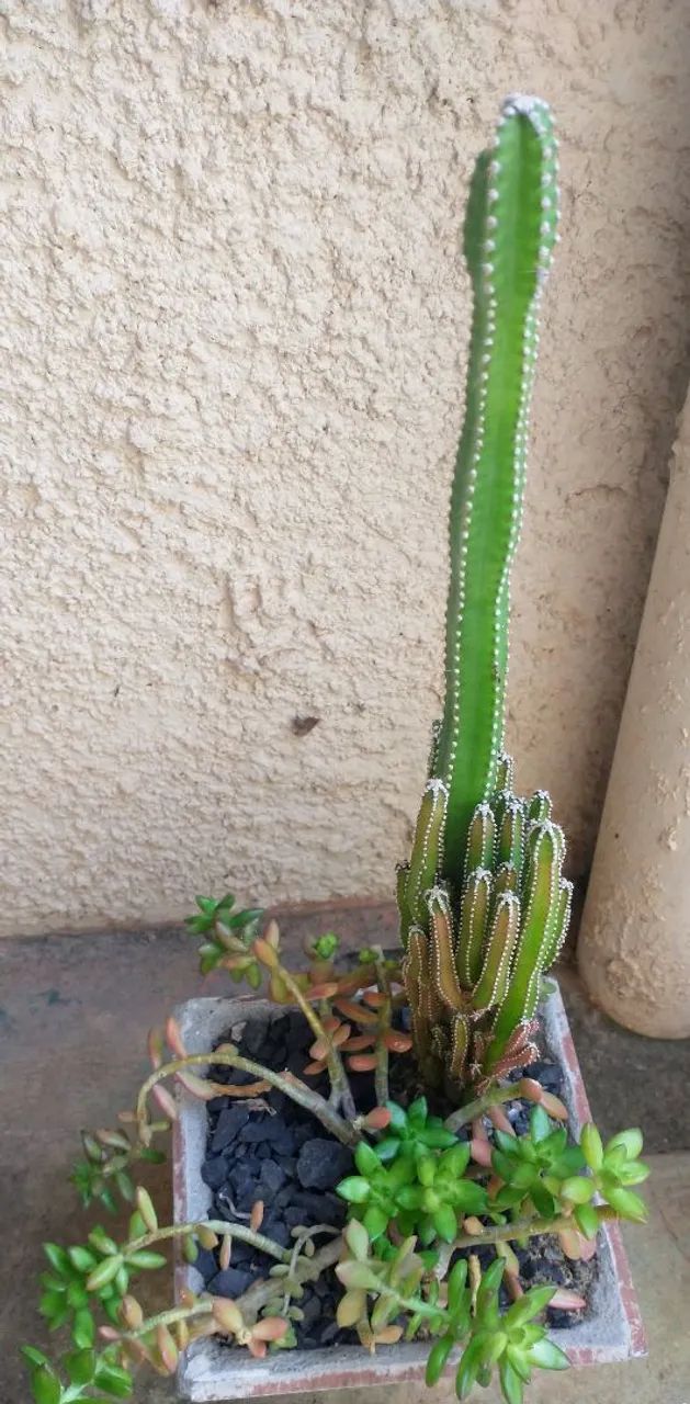 Vaso de cerâmica com planta cacto e suculenta  - Foto 3
