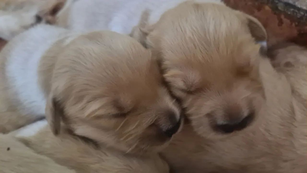 Golden Retriever  - Foto 4
