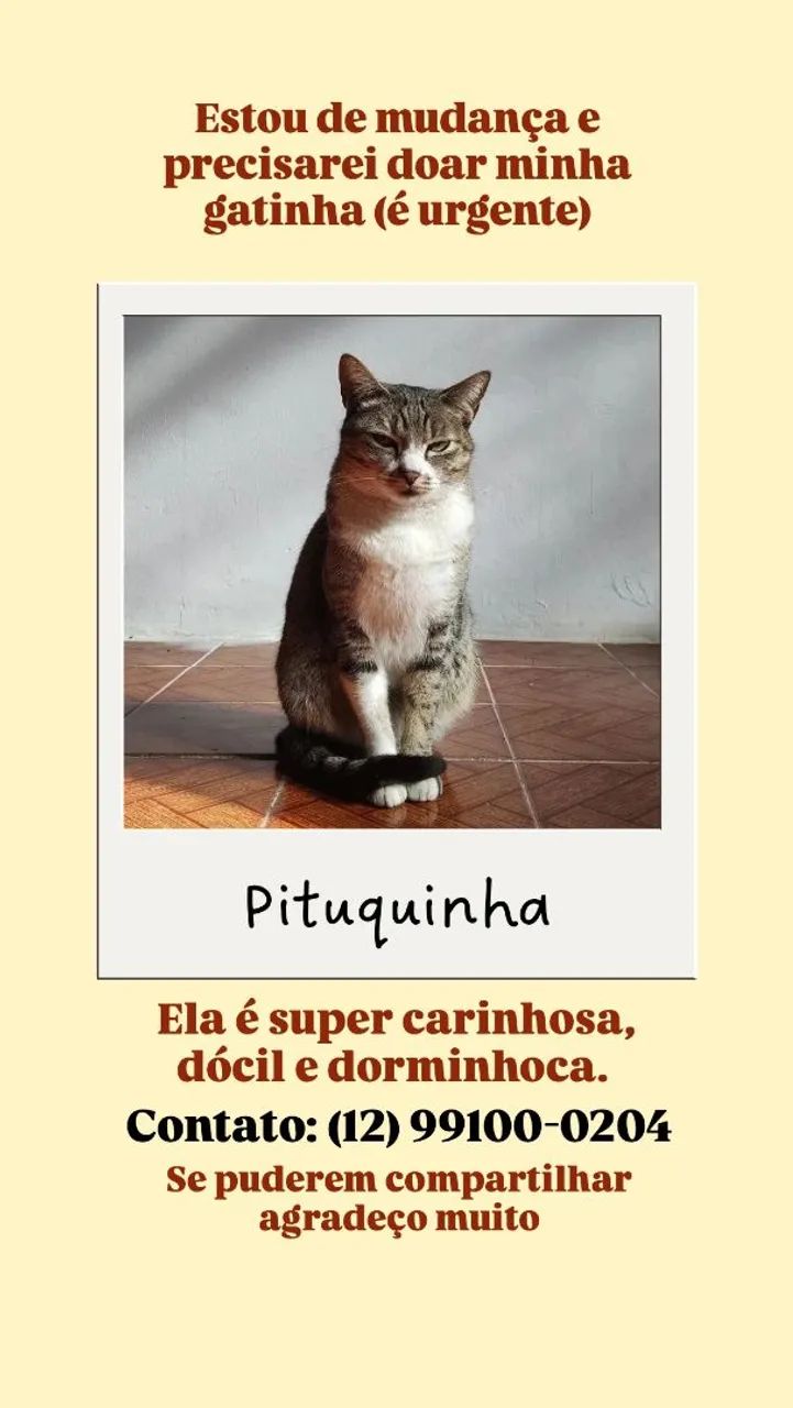 Doação de gata - URGENTE