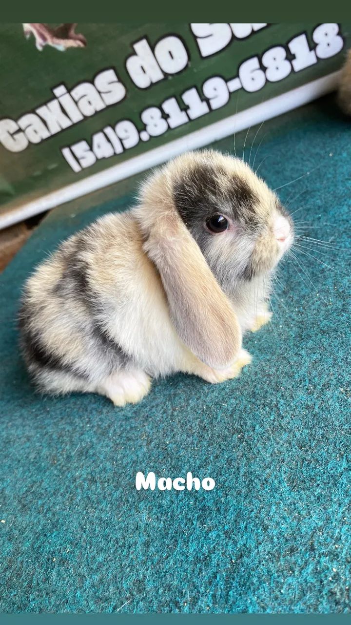 Coelhos mini lop  - Foto 6