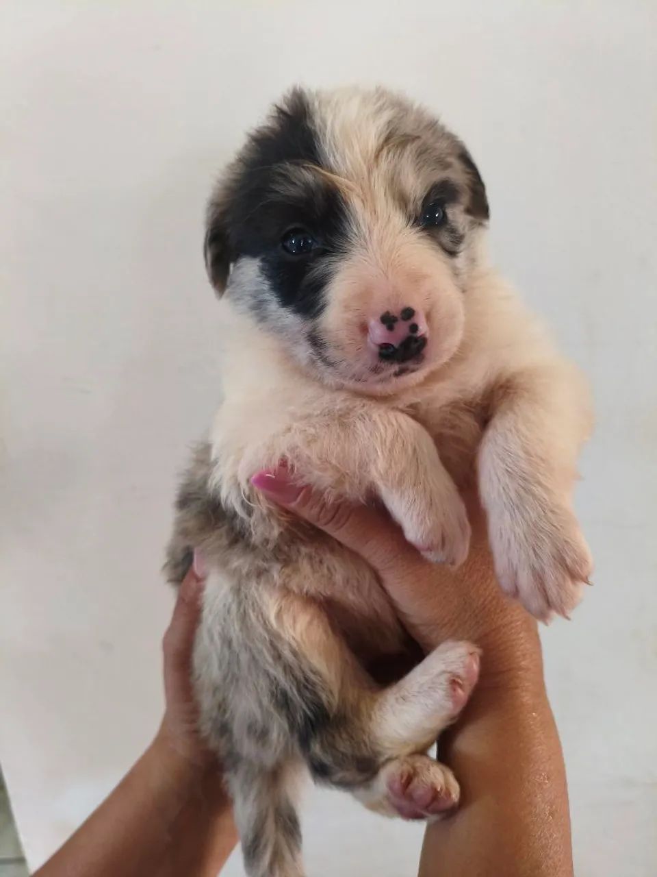 Filhotes cachorro boder collie  - Foto 2