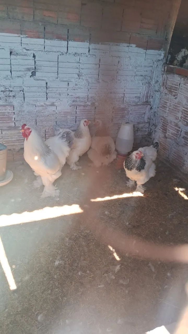 Franguinhos Brahma light  - Foto 3
