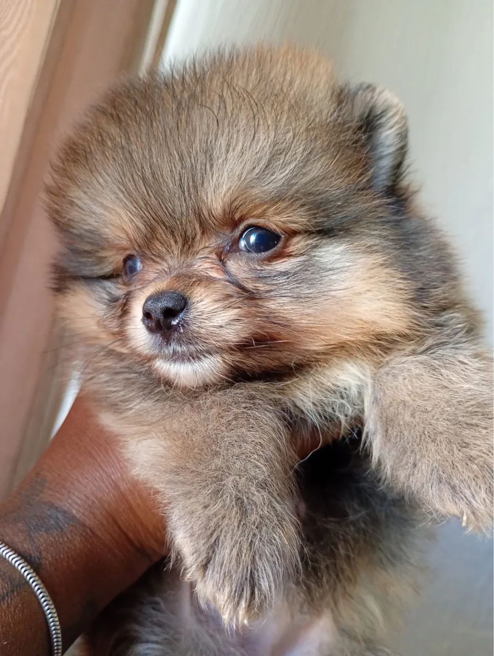 Cachorro - Foto 2