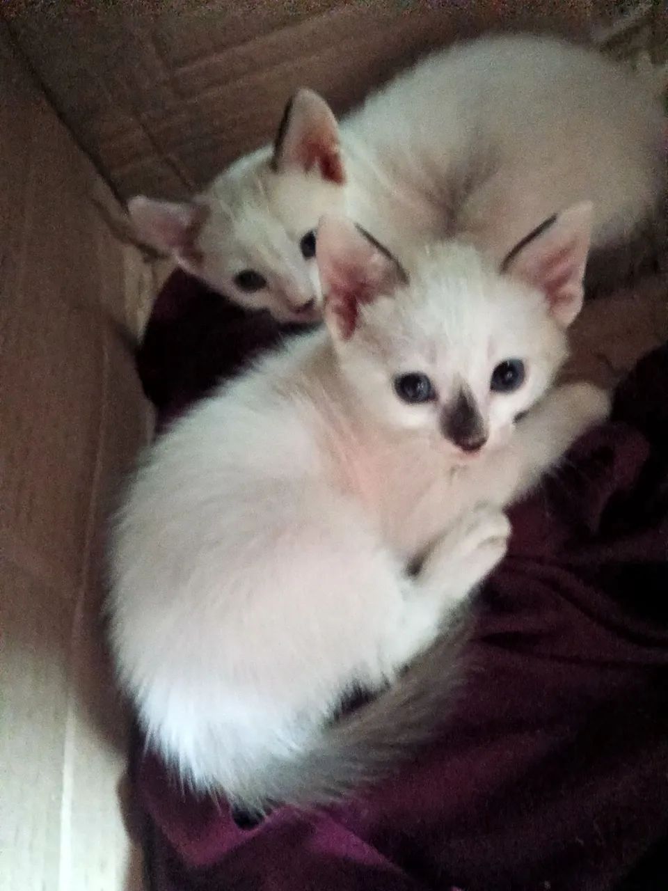 Doando esse princesinha ? - Foto 4