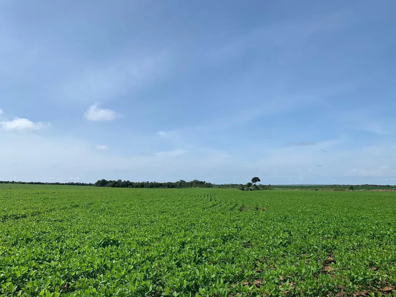 Fazenda a venda em Pedro Afonso - Tocantins!!! - Foto 3