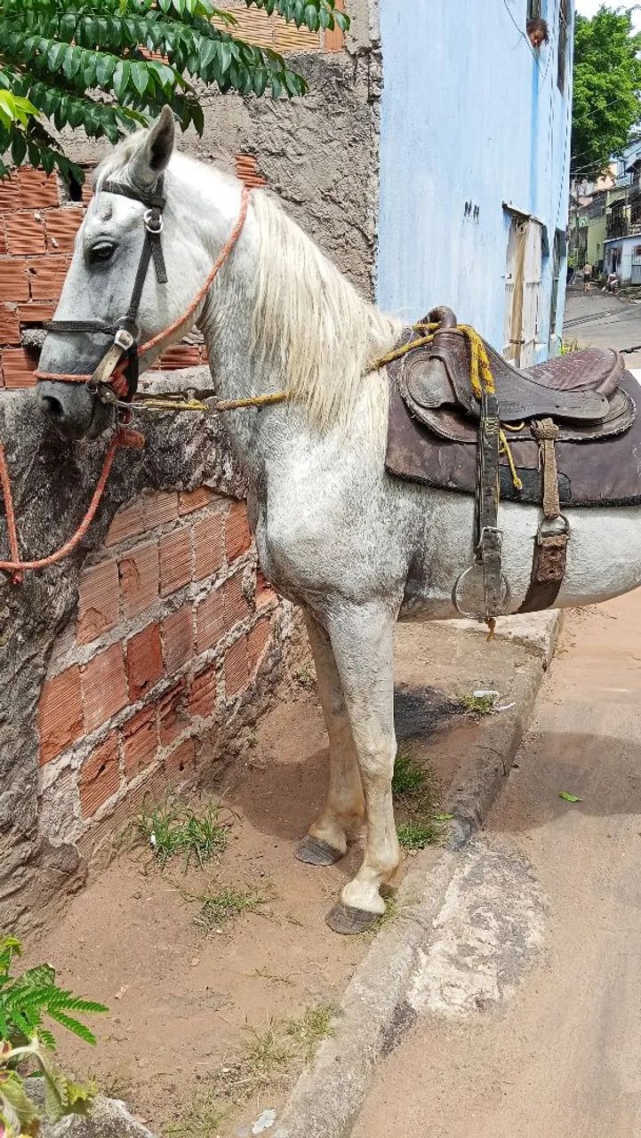 Vendo cavalo mangalarga inteiro registrado