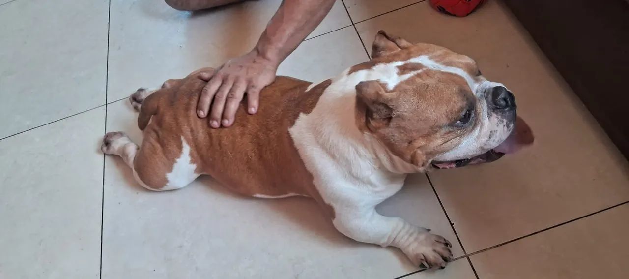 Vendo casal de American Bully micro  - Foto 3