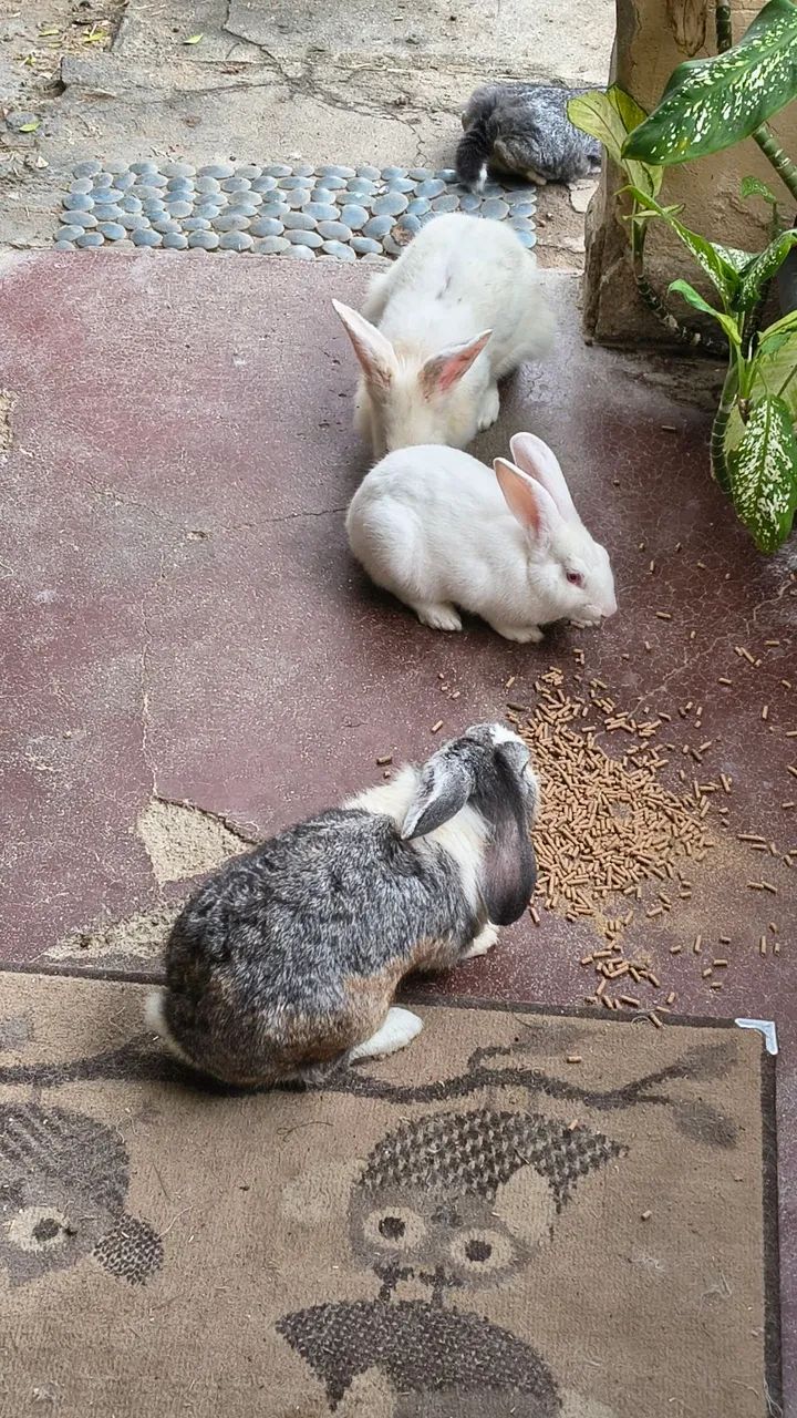 Coelhos - Foto 5