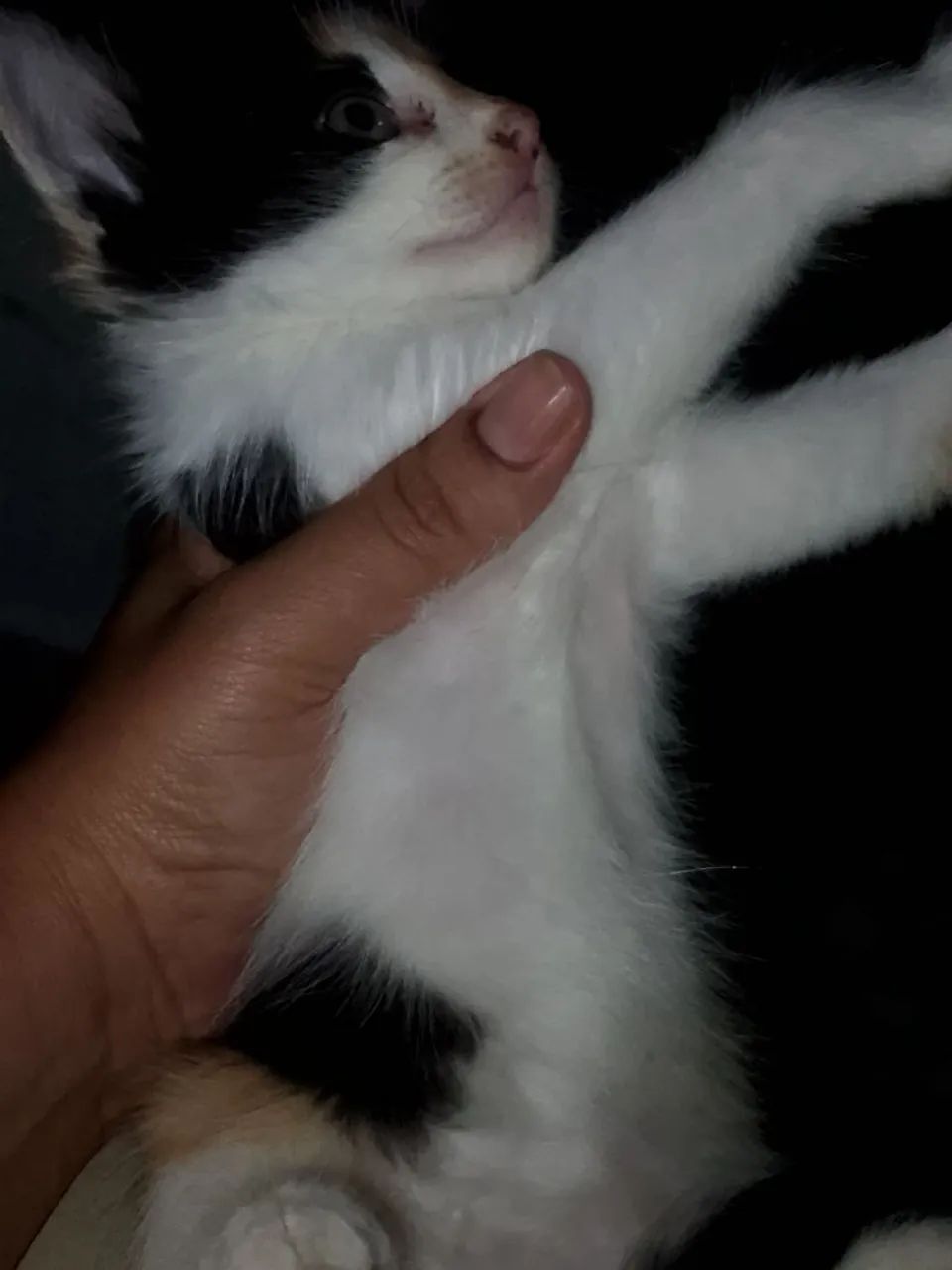 Doação de gatinha  - Foto 4