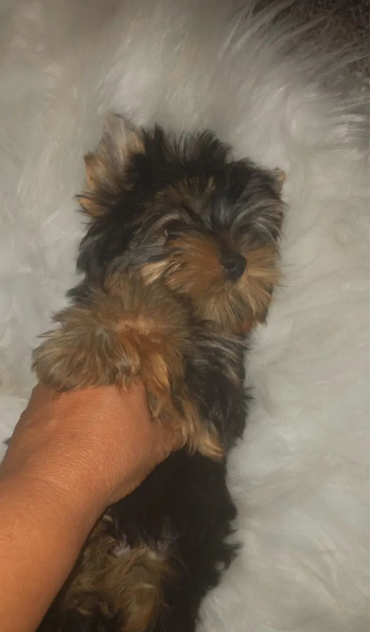 Lindo Yorkshire macho , mini
