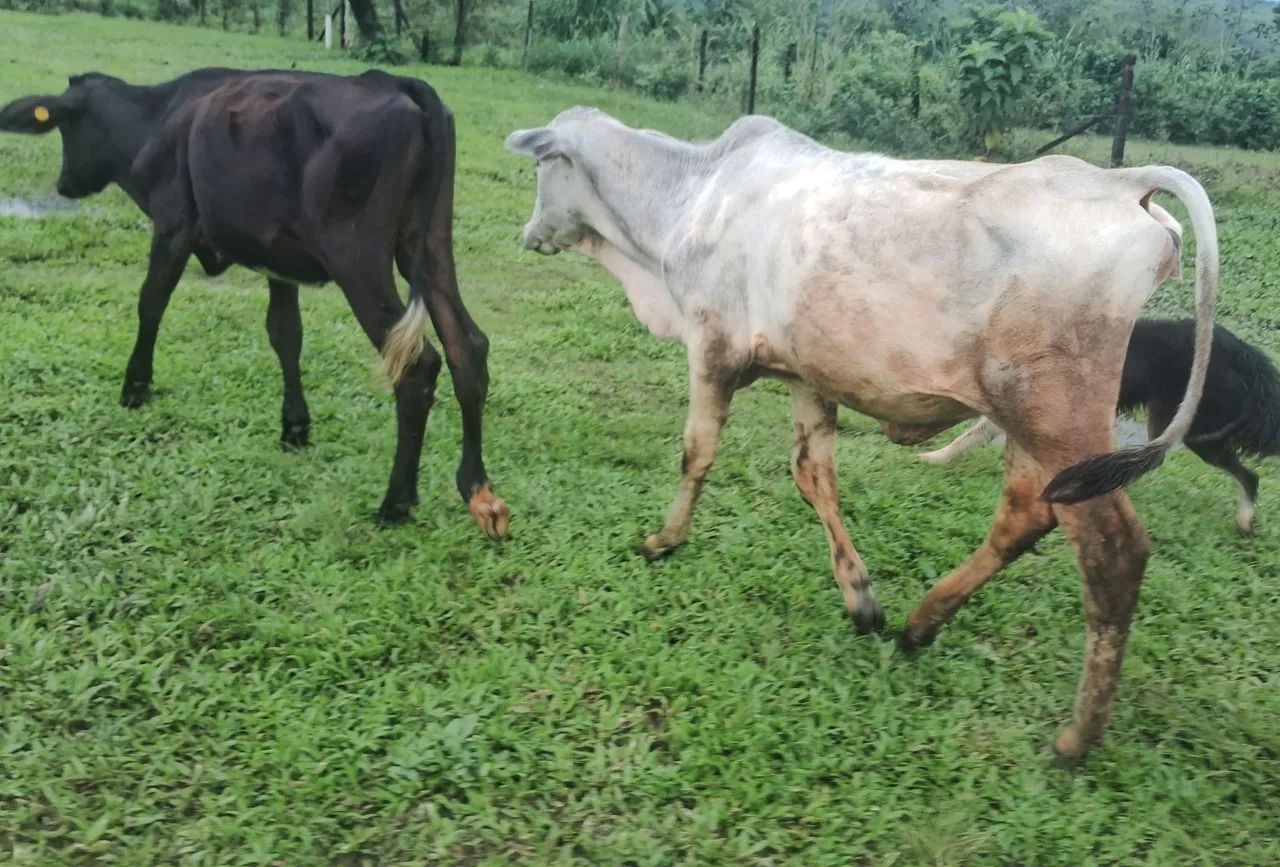 Bezerra nelore