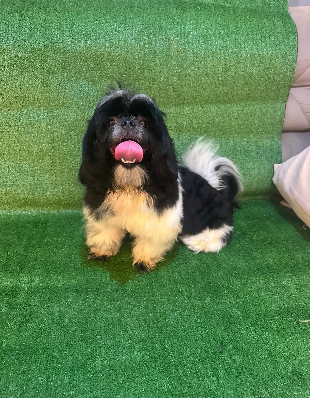 Cachorro  - Foto 2