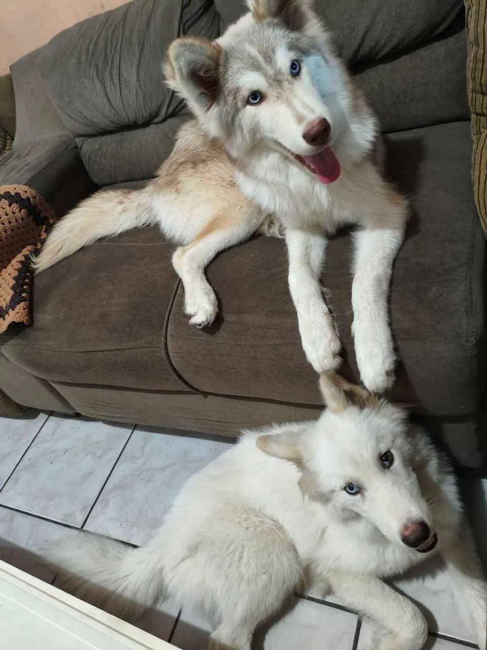 Husky siberiano  - Foto 3