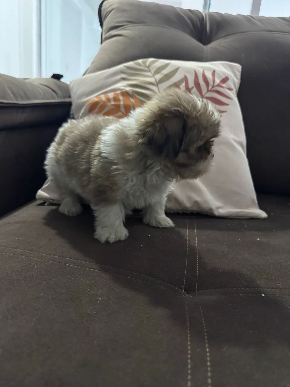 Shitzu - Foto 4