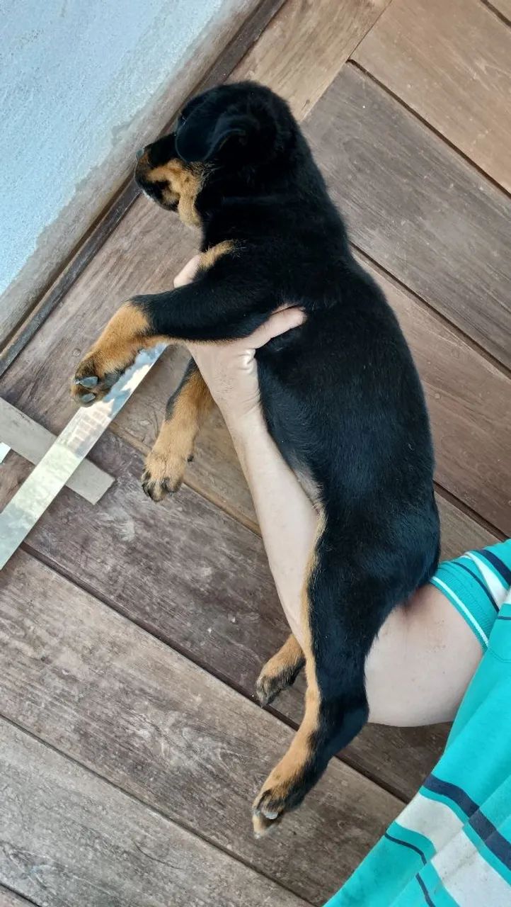 Rottweiler  - Foto 3