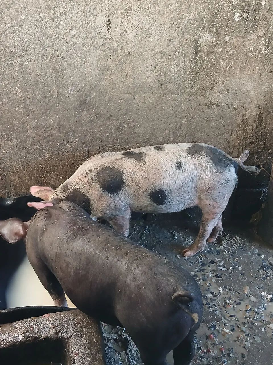 Vendo dois porco por 850