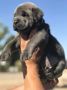Cane Corso Machos e Femeas - Foto 2