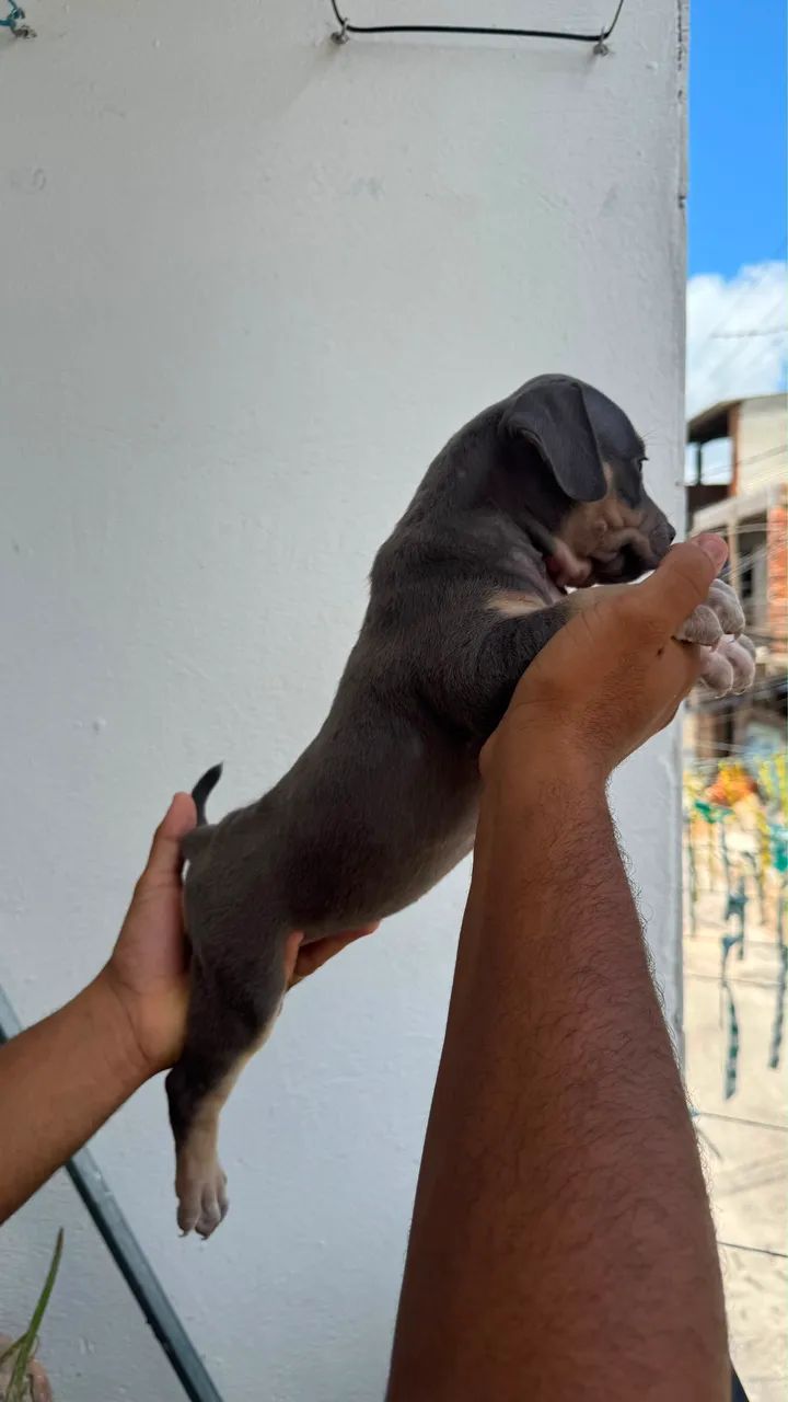 Filhotes de american bully com pitbull  - Foto 4