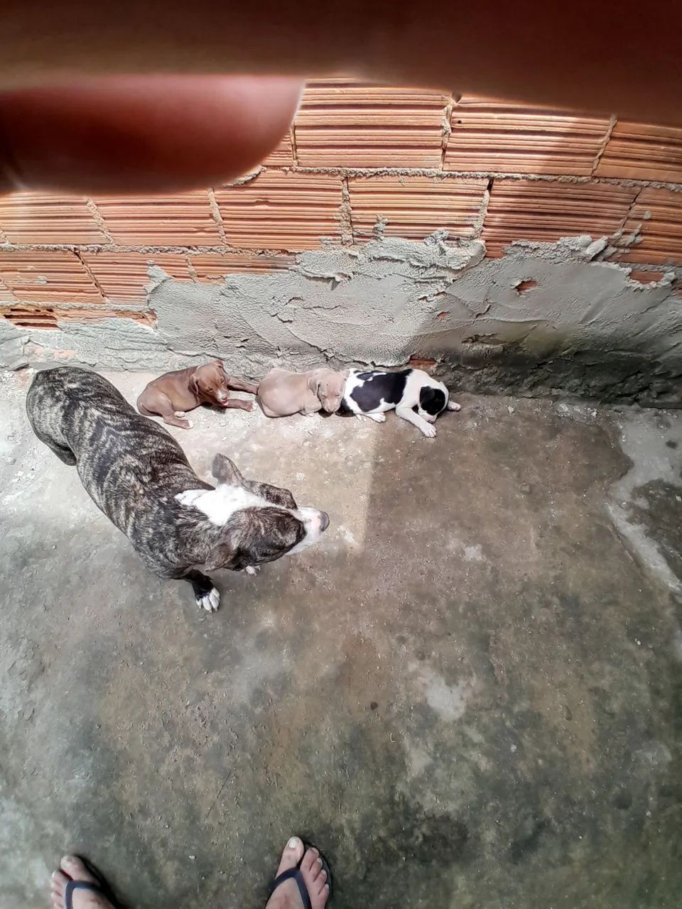 Cachorro  - Foto 3